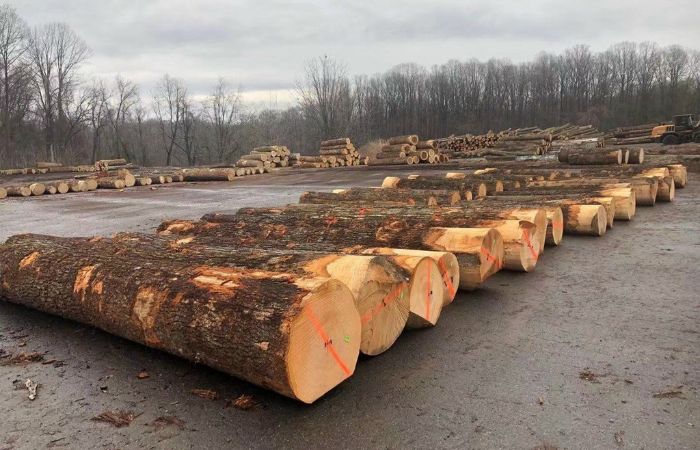 Tìm hiểu quy định nhập khẩu thuế đối với mặt hàng gỗ